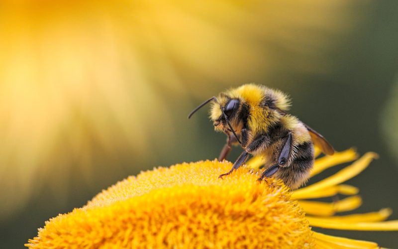 Urban Beekeeping: The Community Argument