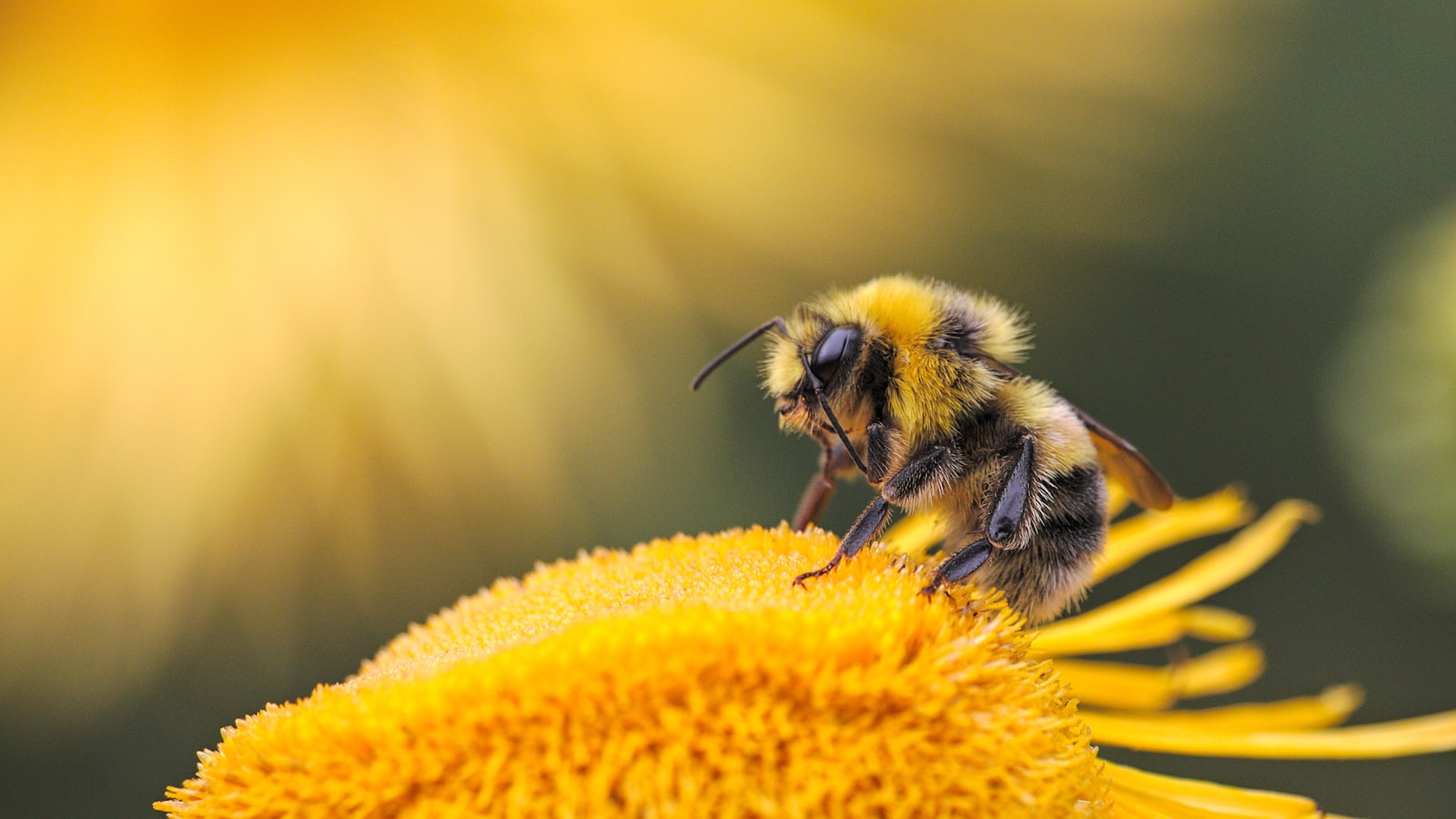 Urban Beekeeping: The Community Argument