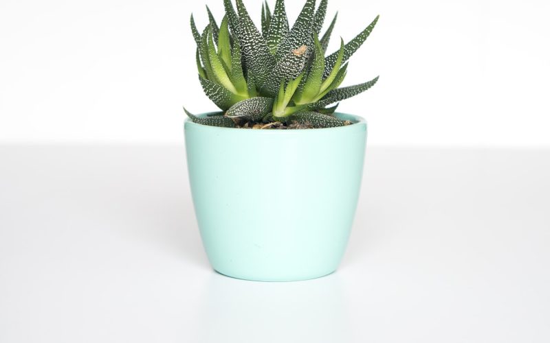 How to Build a Quietly Beautiful Plant Corner in a Small Apartment