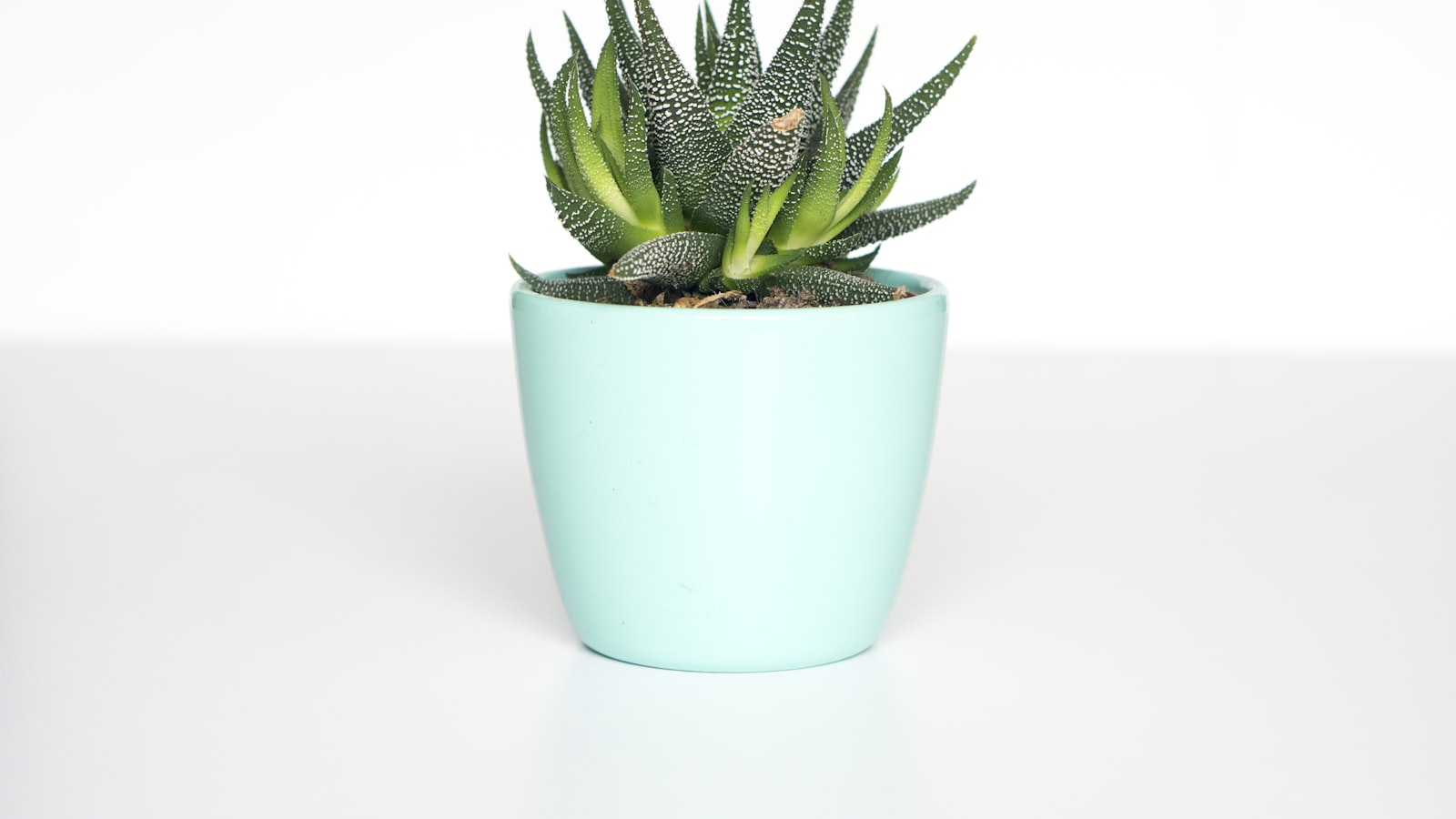 How to Build a Quietly Beautiful Plant Corner in a Small Apartment